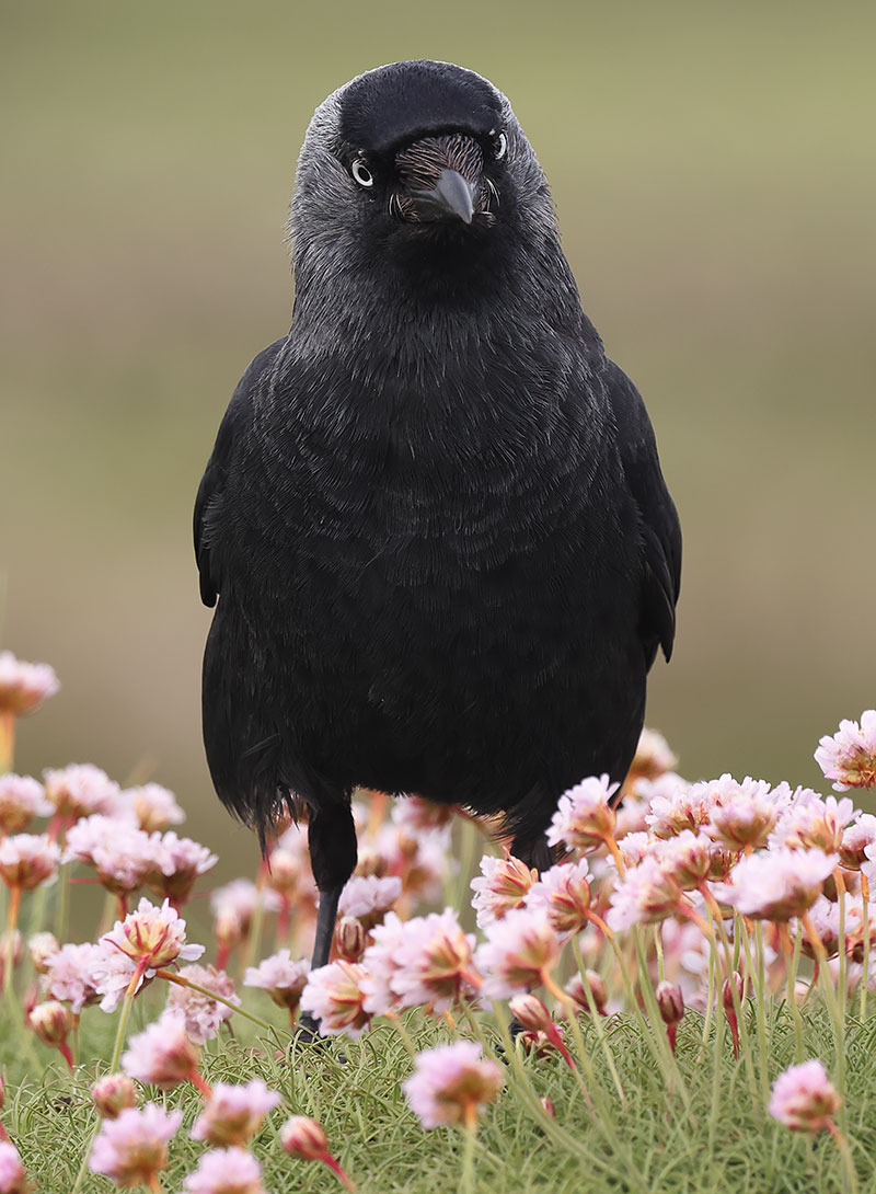 Jackdaw